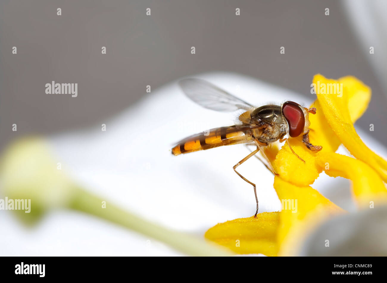 syrphid fly - two-winged insects Stock Photo