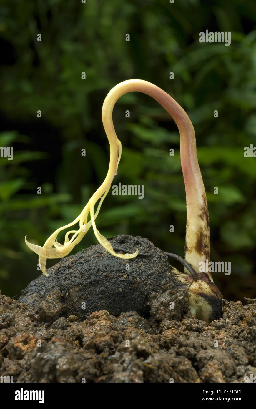 Mango (Mangifera indica) germinating seed with shoot, Trivandrum
