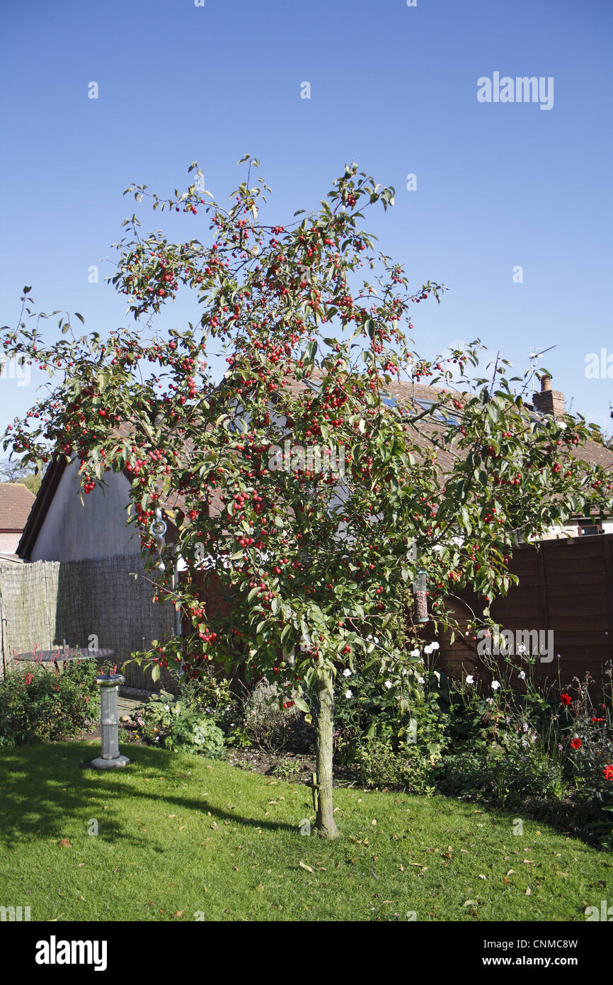 Ornamental Crabapple (Malus x robusta) 'Red Sentinal', habit, with fruit, in garden, Suffolk, England, october Stock Photo