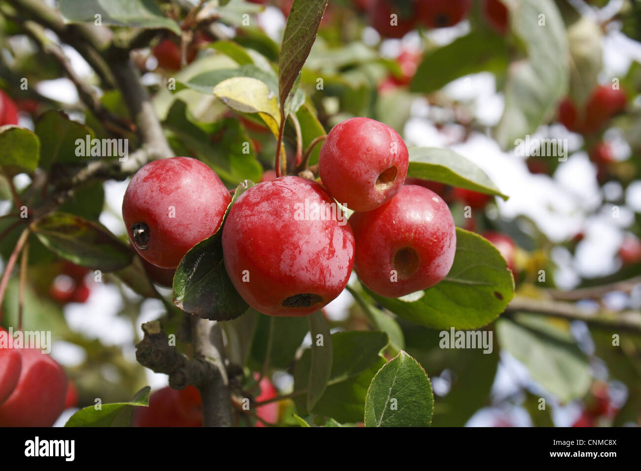 Ornamental Crabapple (Malus x robusta) 'Red Sentinal', close-up of fruit, in garden, Suffolk, England, october Stock Photo
