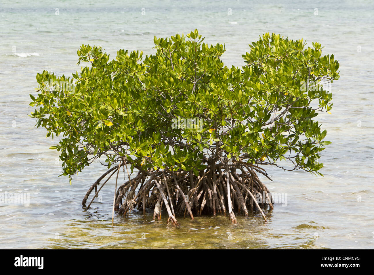 Red Mangrove (Rhizophora mangle) habit, growing in shallow water, Everglades, Florida, U.S.A. Stock Photo