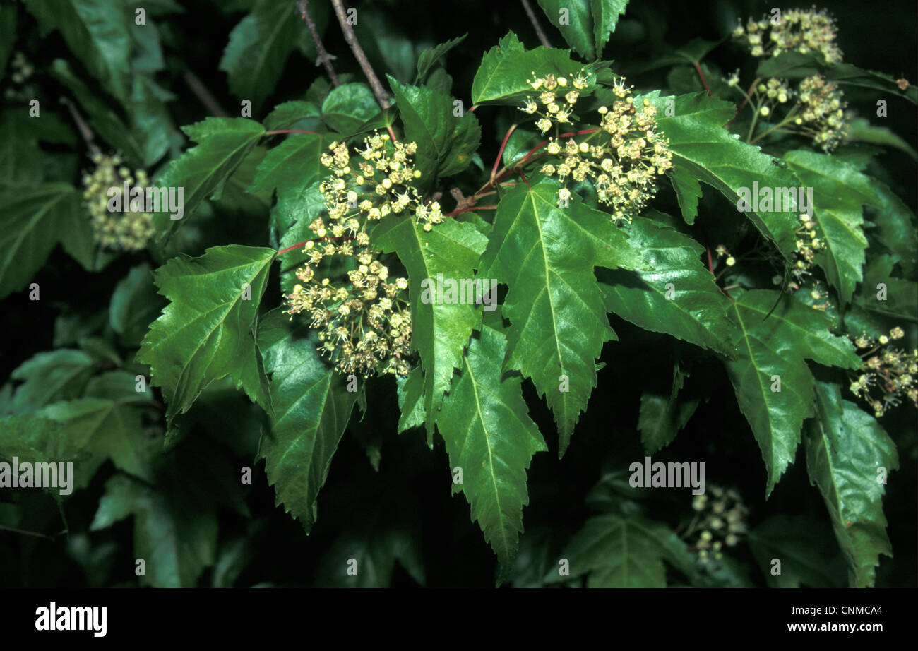 Acer Ginnala Amur Maple Leaf And Flower May Stock Photo Alamy,Black Capped Conure Mutations