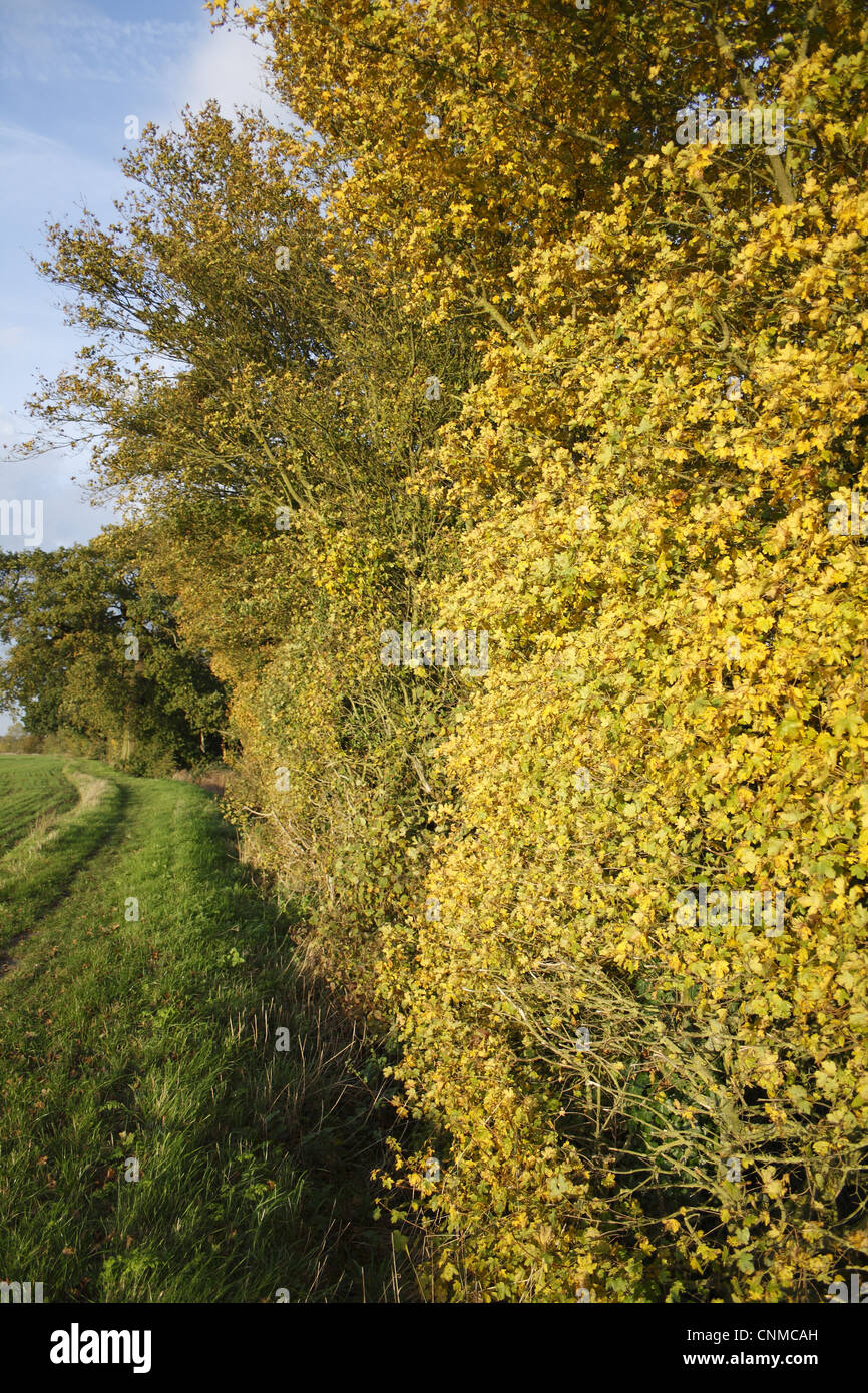 Field Maple Acer campestre leaves autumn colour growing hedgerow beside ...