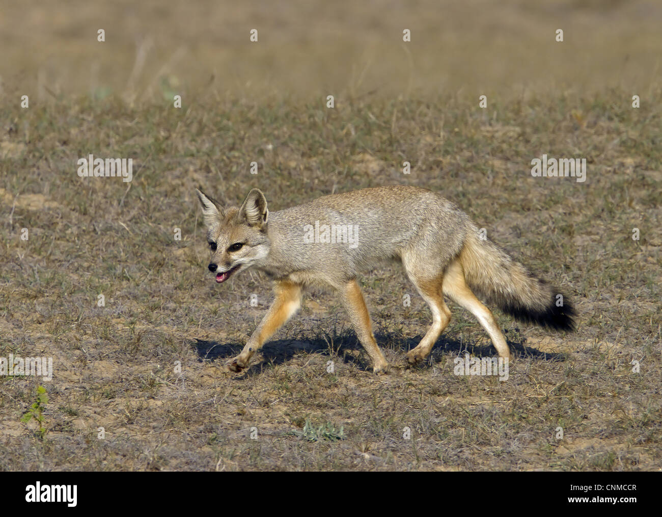 Bengal Fox (Vulpes bengalensis) adult, running on grassy steppe, Northern  India, january Stock Photo - Alamy
