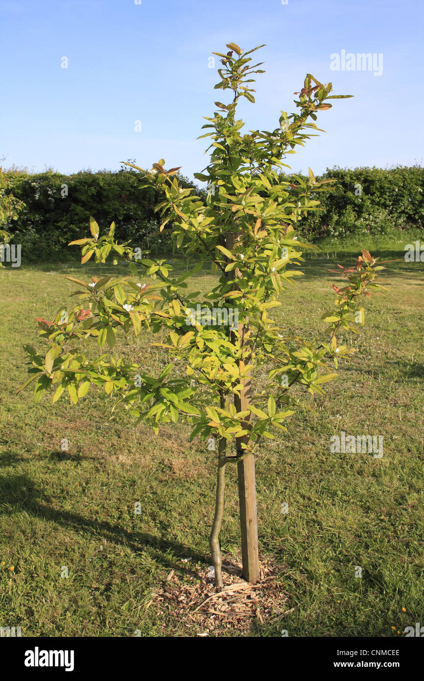 Medlar (Mespilus germanica) young tree, growing in garden lawn, Suffolk, England, may Stock Photo