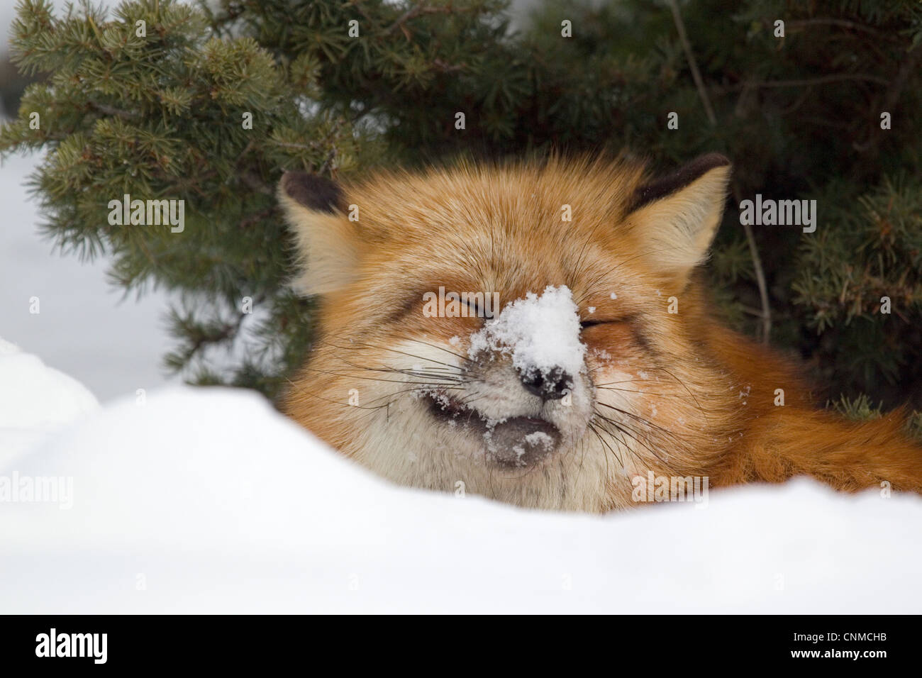 american-red-fox-vulpes-vulpes-fulva-adult-with-snow-on-nose-resting-CNMCHB.jpg