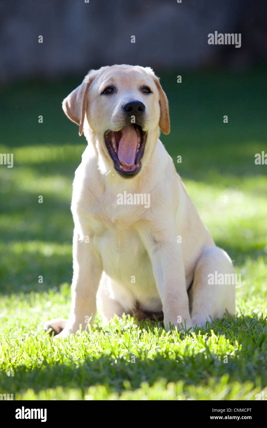 Labrador Retriever Puppy Stock Photo Alamy