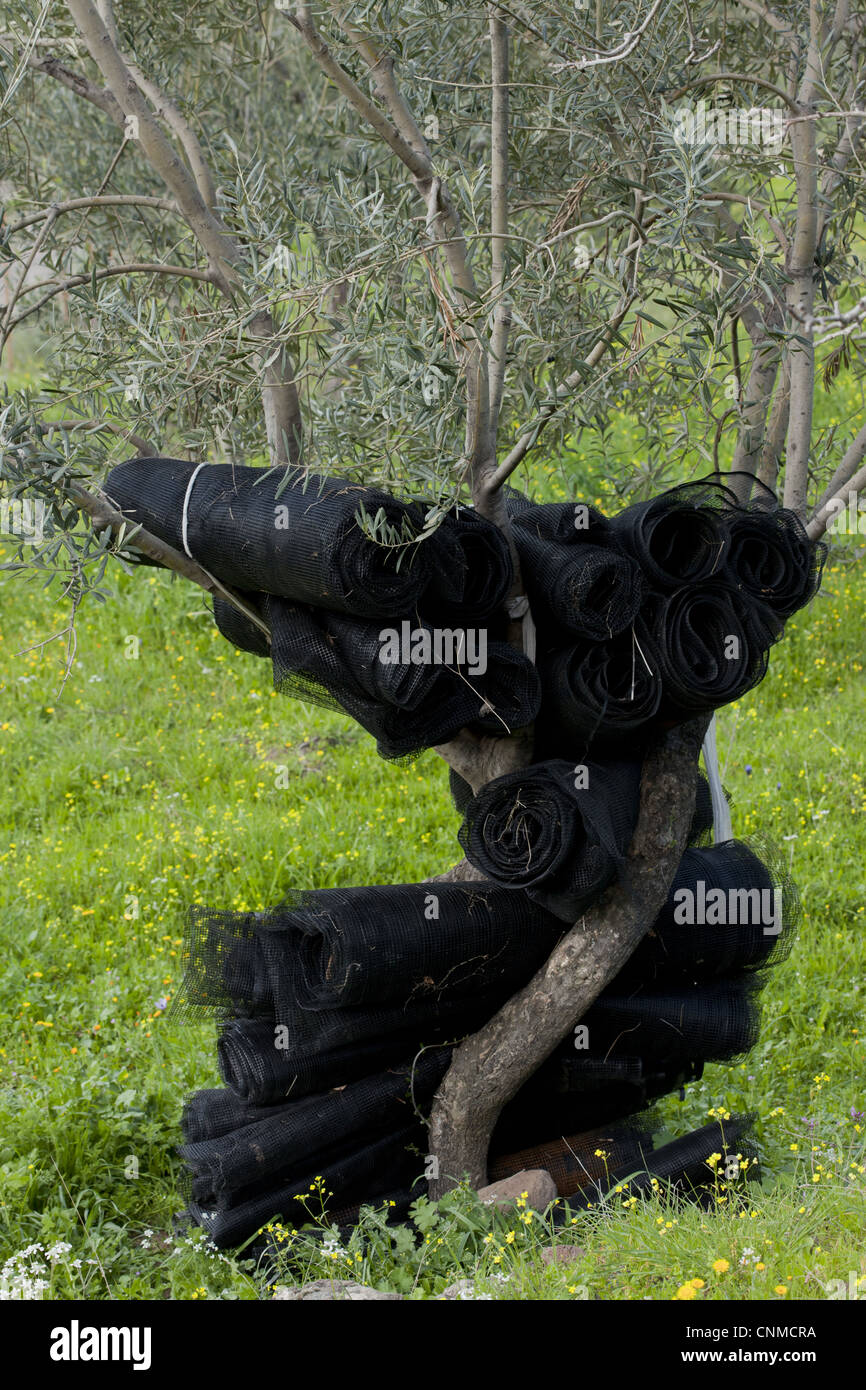 Olive (Olea europea) trunk, with black netting for harvesting fruit hanging on tree in grove, Lesvos, Greece, march Stock Photo