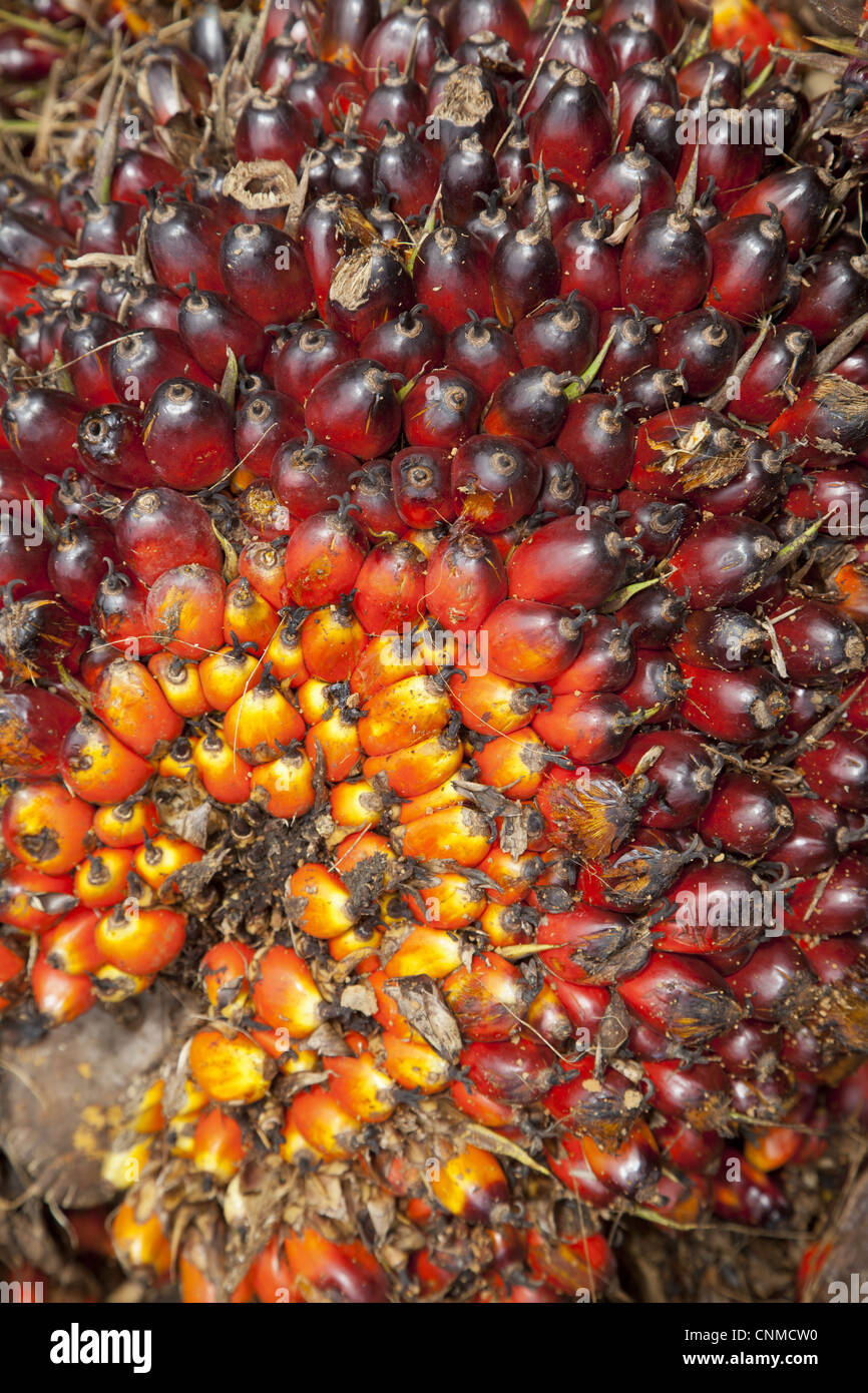 African oil palm tree fruit hires stock photography and images Alamy