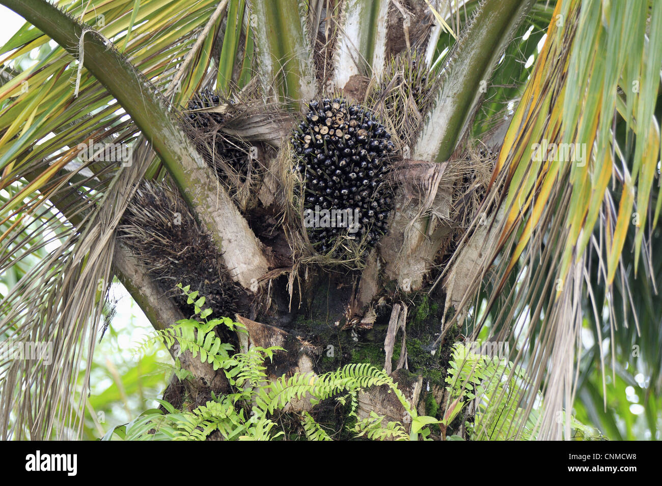 African Oil Palm (Elaeis guineensis) fruit in tree, Labuk Bay, Sabah