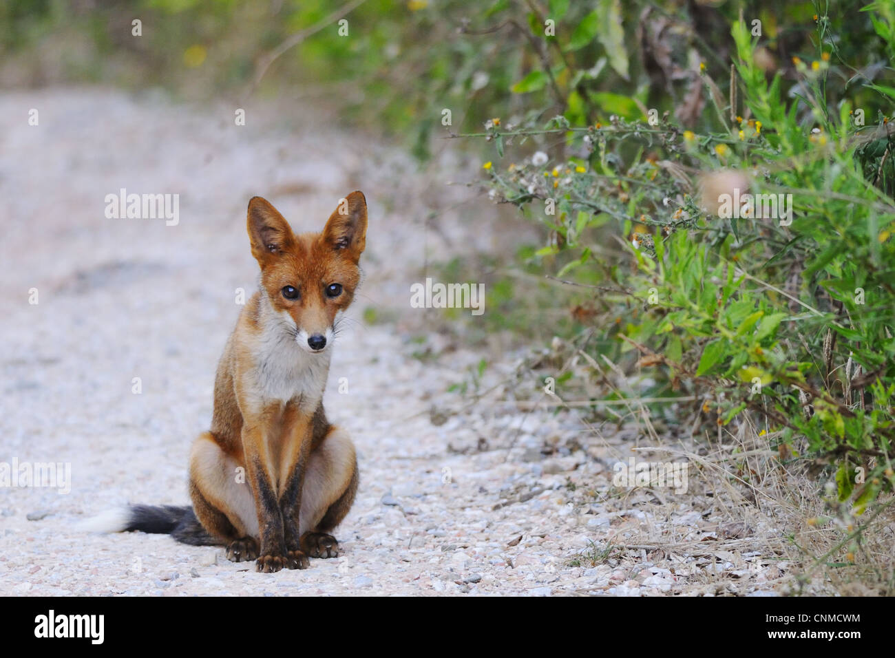 Fox in its habitat hi-res stock photography and images - Alamy