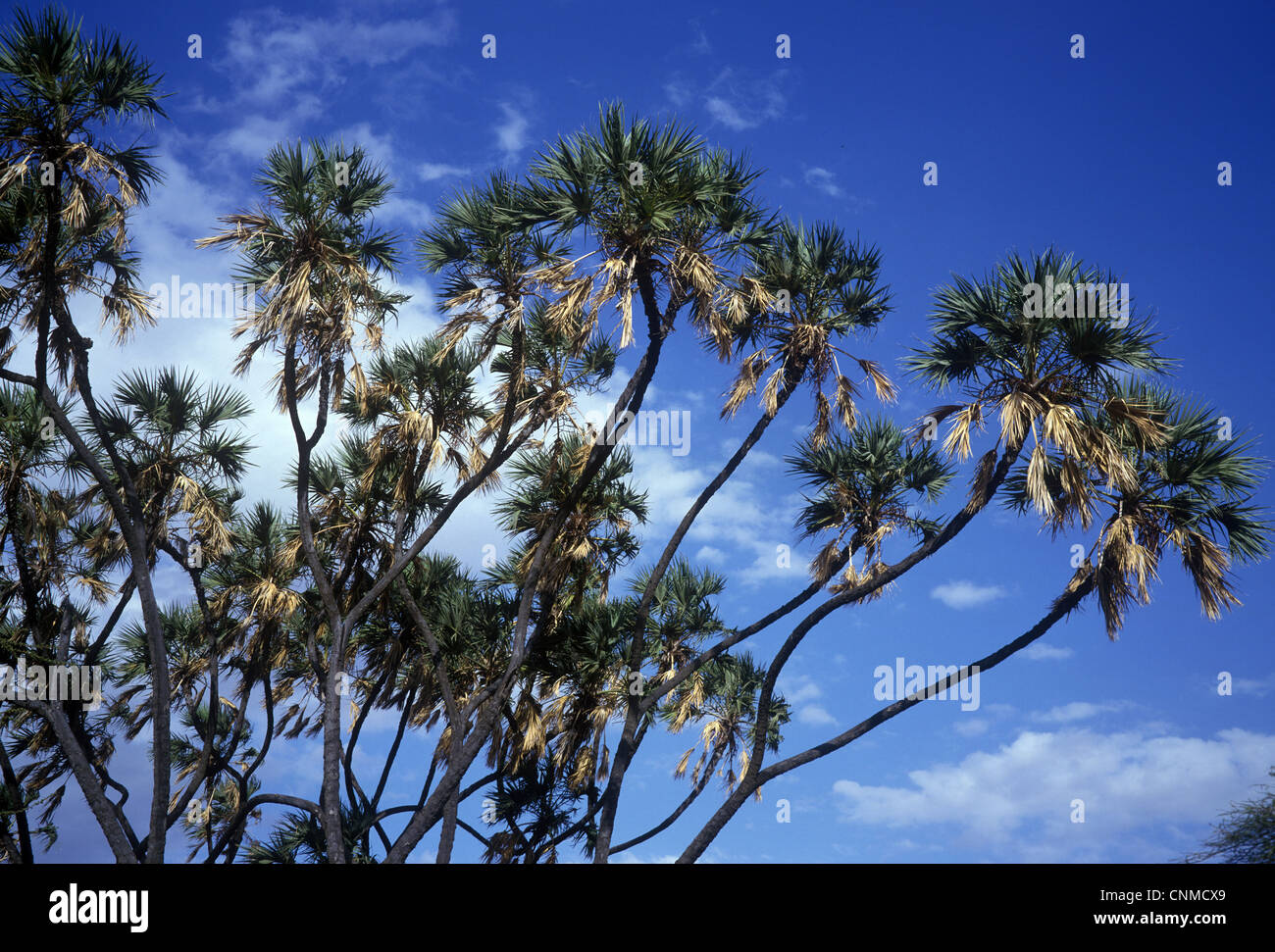 Doum palm tree hyphaene thebaica hires stock photography and images