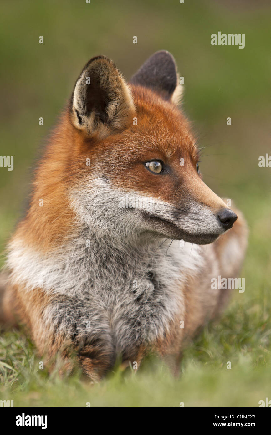 European Red Fox (Vulpes vulpes) adult, laying in grass, England, march (captive) Stock Photo