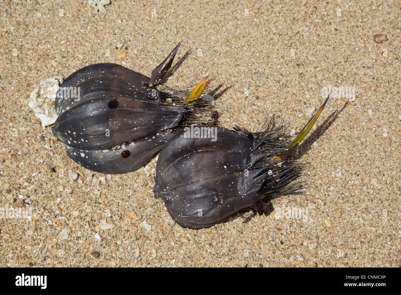 Nypa Palm (Nypa fruticans) seeds germinating on beach, Liberan Island, Sabah, Borneo, Malaysia Stock Photo