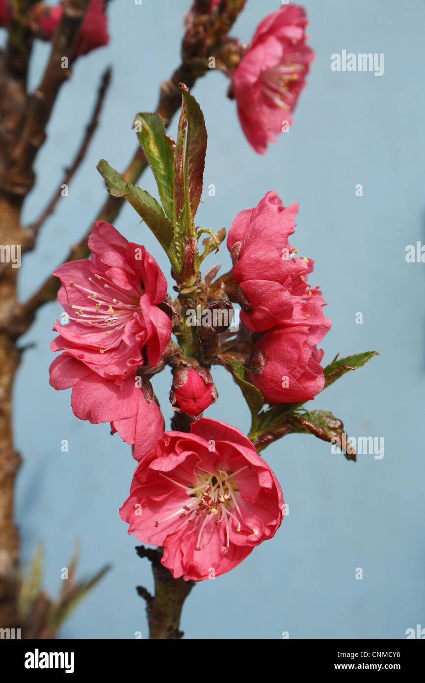 Rootstock beauty hires stock photography and images Alamy