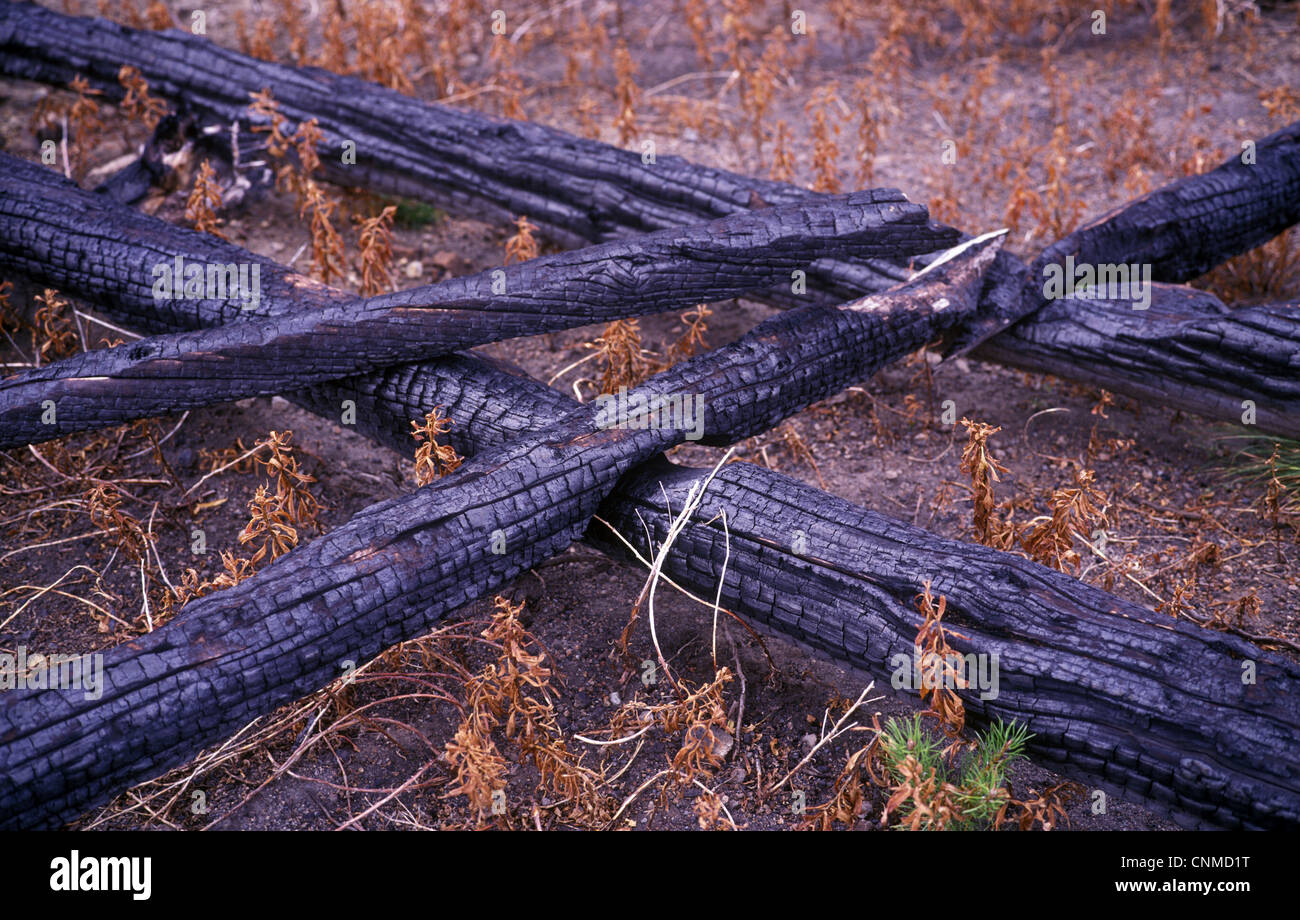Tree-Pine-Lodgepole (Pinus contorta latifolia) Trees killed by fire Stock Photo