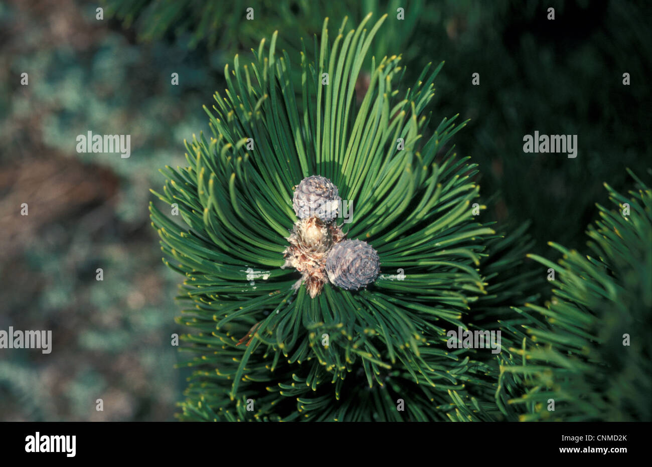 Bosnian Pine (Pinus leucodermis) Cones / February Stock Photo