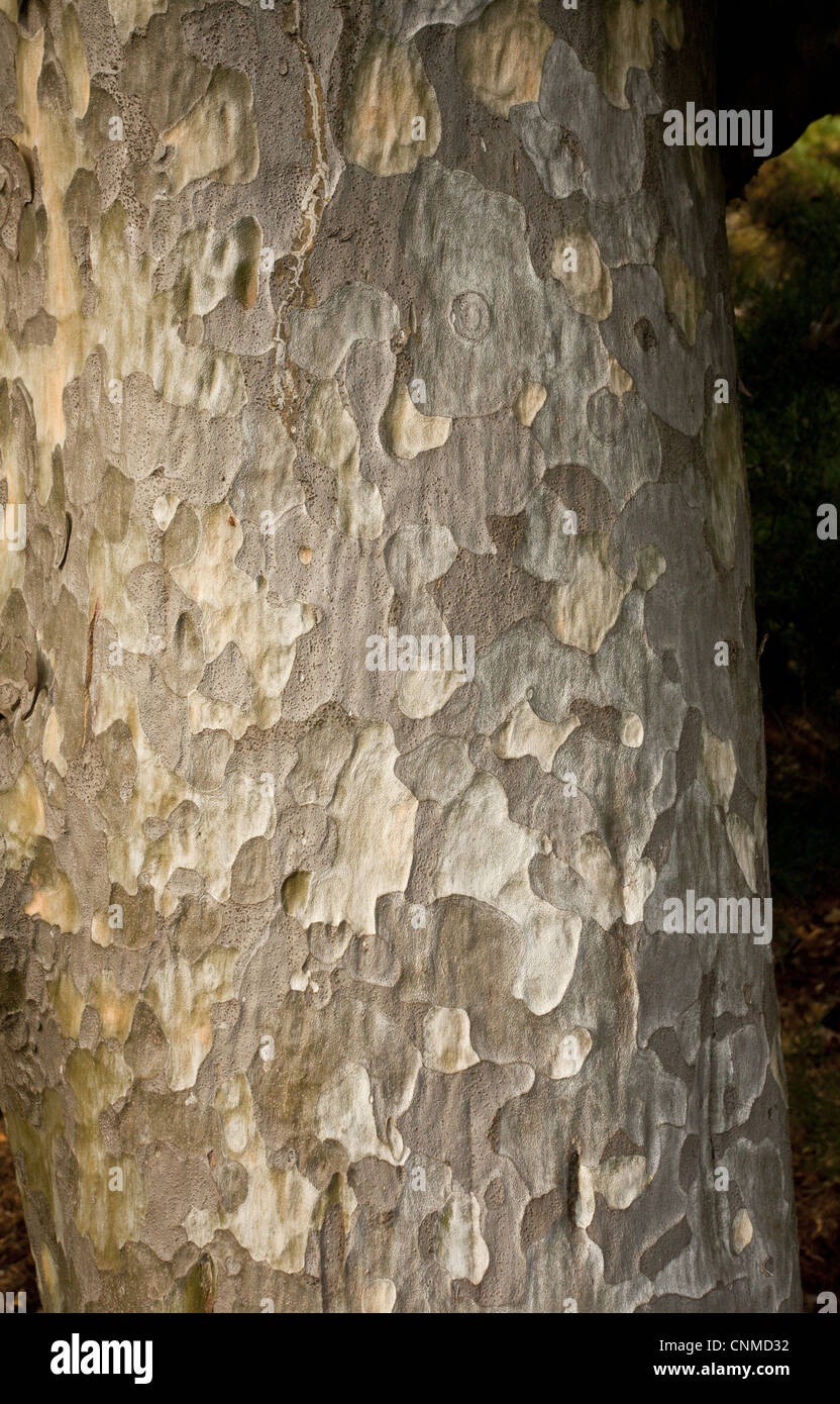 Lacebark Pine (Pinus bungeana) close-up of bark and trunk, China Stock Photo