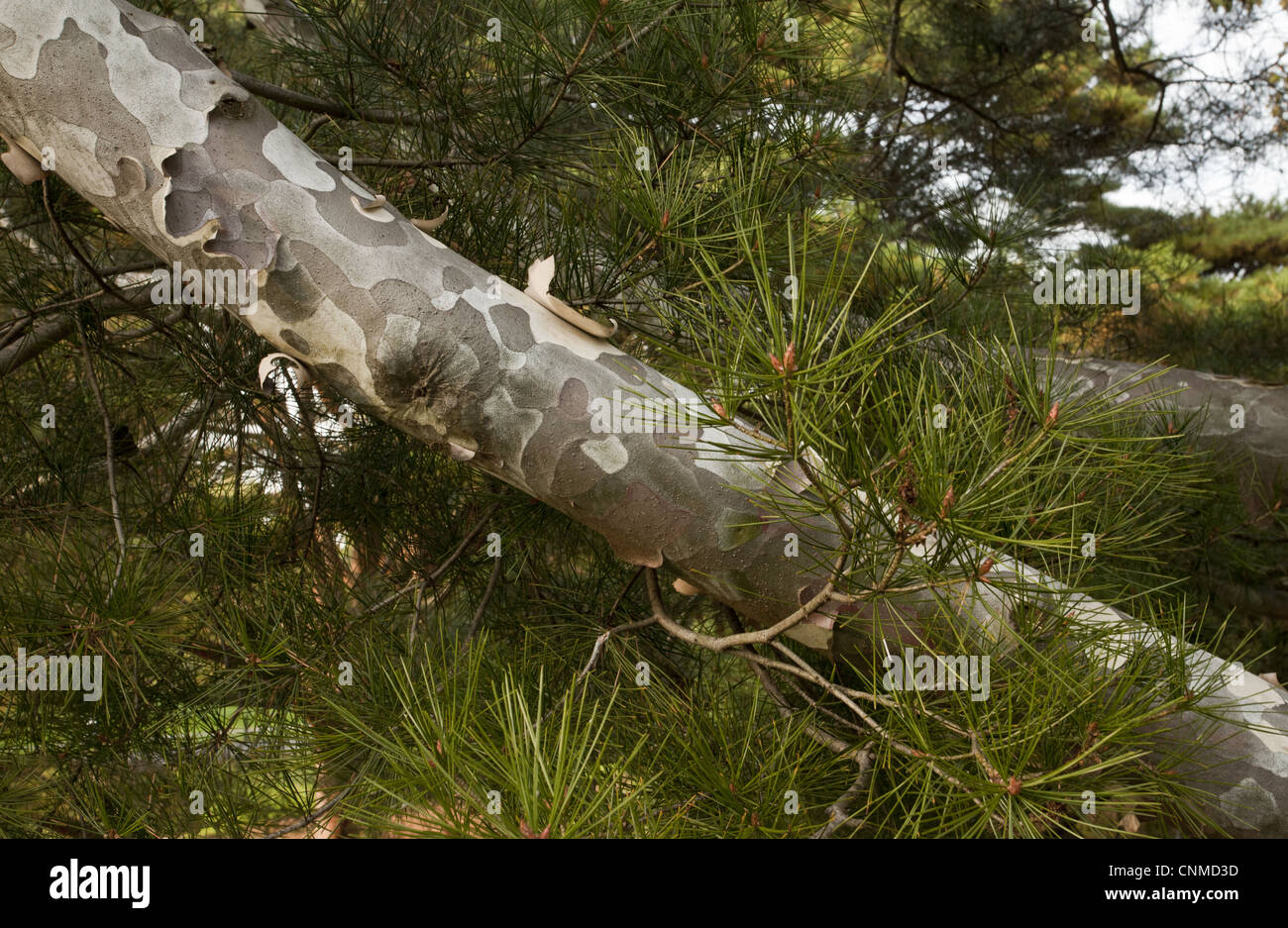 Lacebark Pine (Pinus bungeana) close-up of bark and needles, China Stock Photo