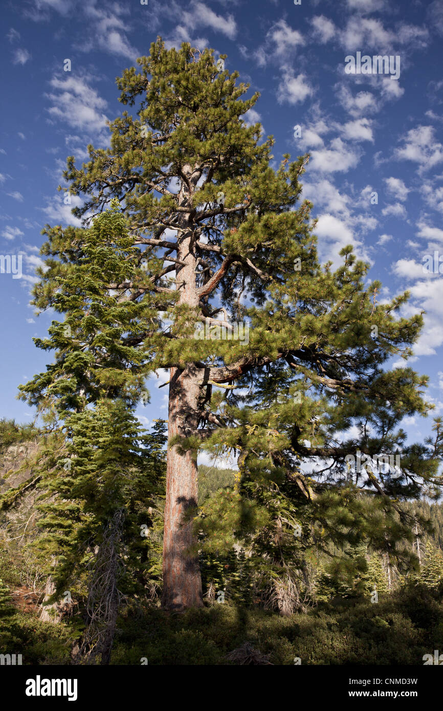 Jeffrey Pine (Pinus jeffreyi) old tree, habit, growing at high altitude, Sierra Nevada, Cailfornia, U.S.A., july Stock Photo