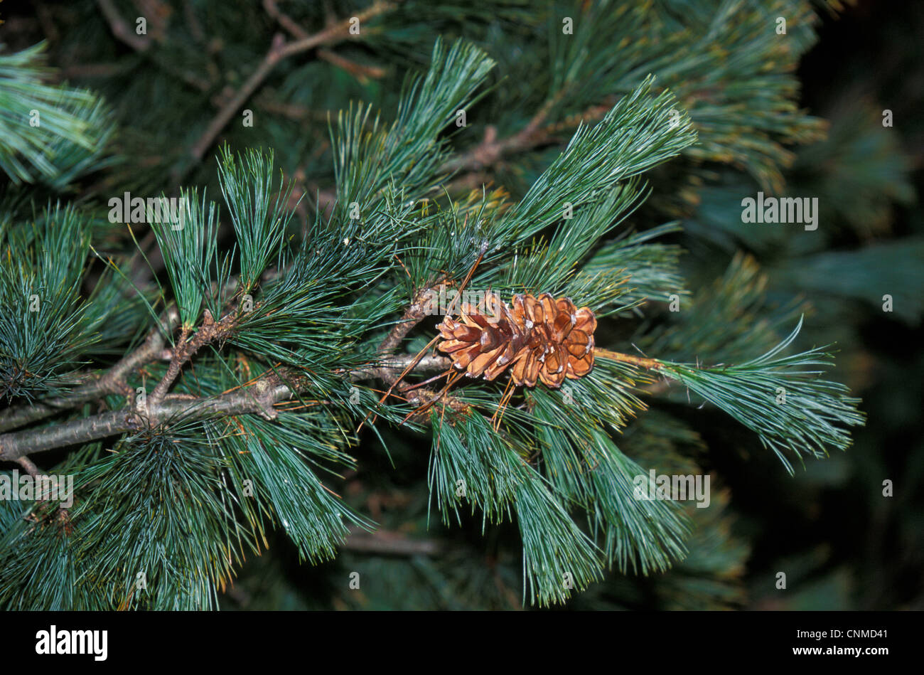Tree - Macedonian Pine (Pinus peuce) Branch and cone Stock Photo