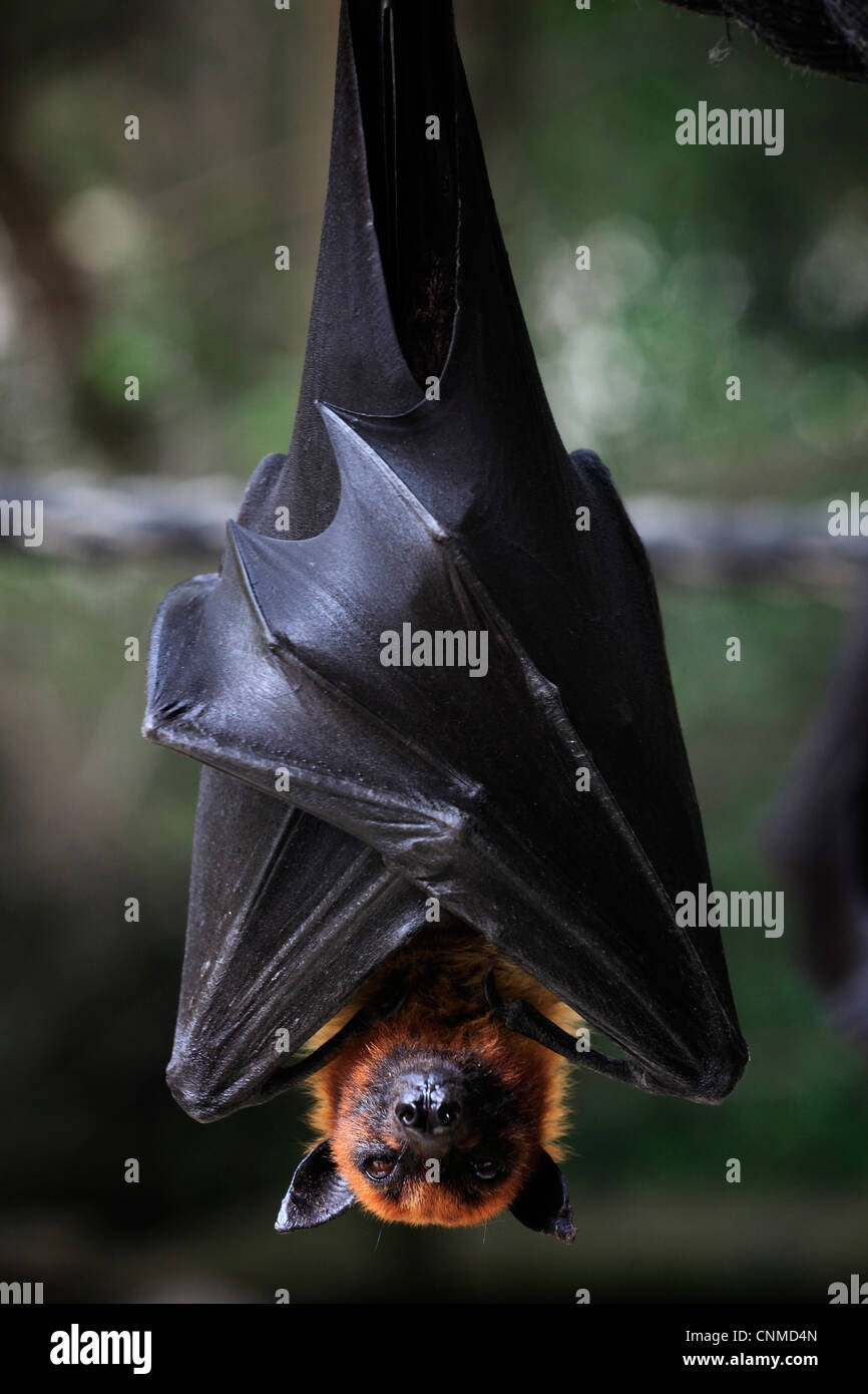 Close up of a Liyle Flying Fox Pteropus scapulatus known as fruit bat  hanging upside down with wings folded Stock Photo - Alamy