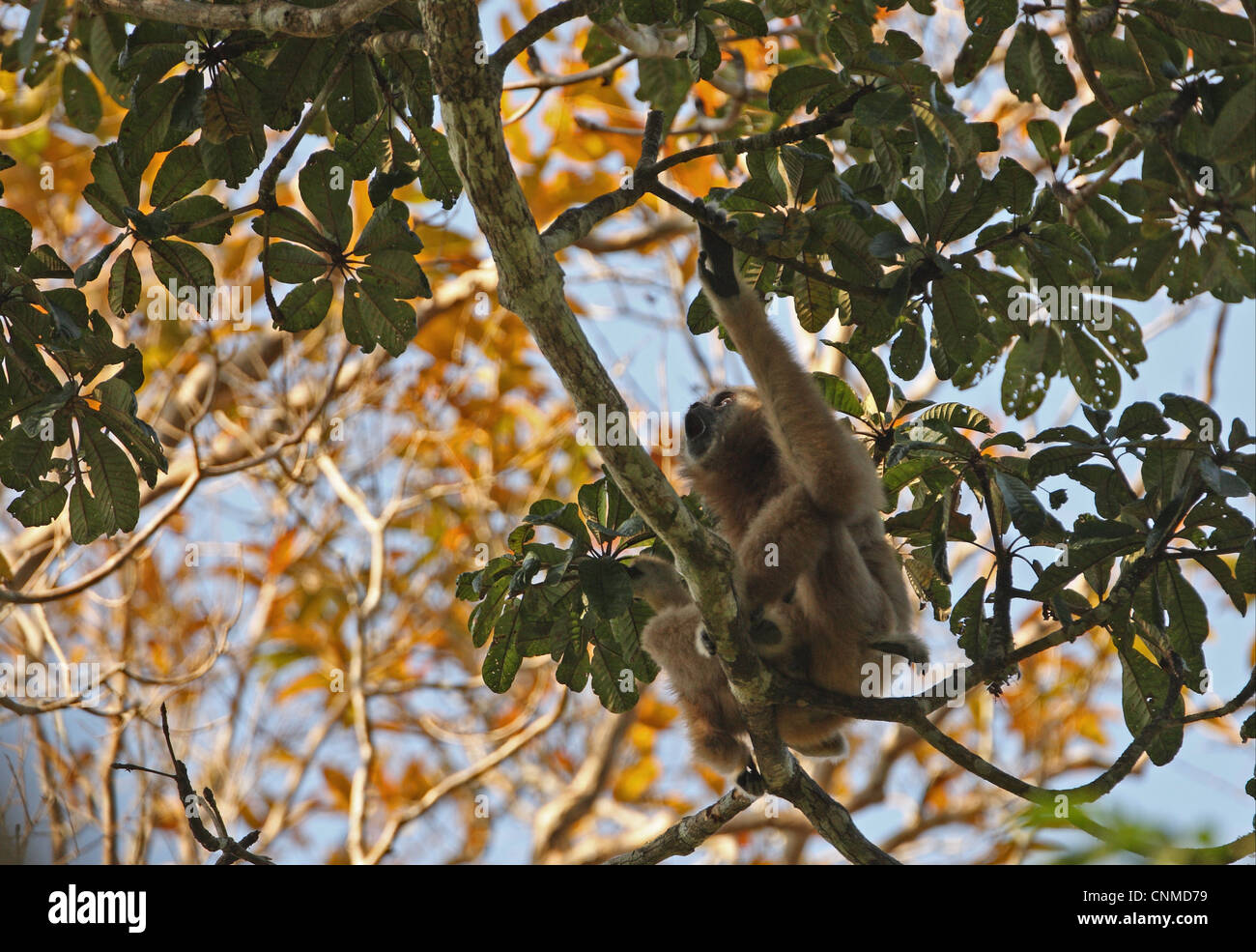 Common Gibbon (Hylobates lar) adult female with young, calling, sitting in tree, Kaeng Krachan N.P., Thailand, february Stock Photo