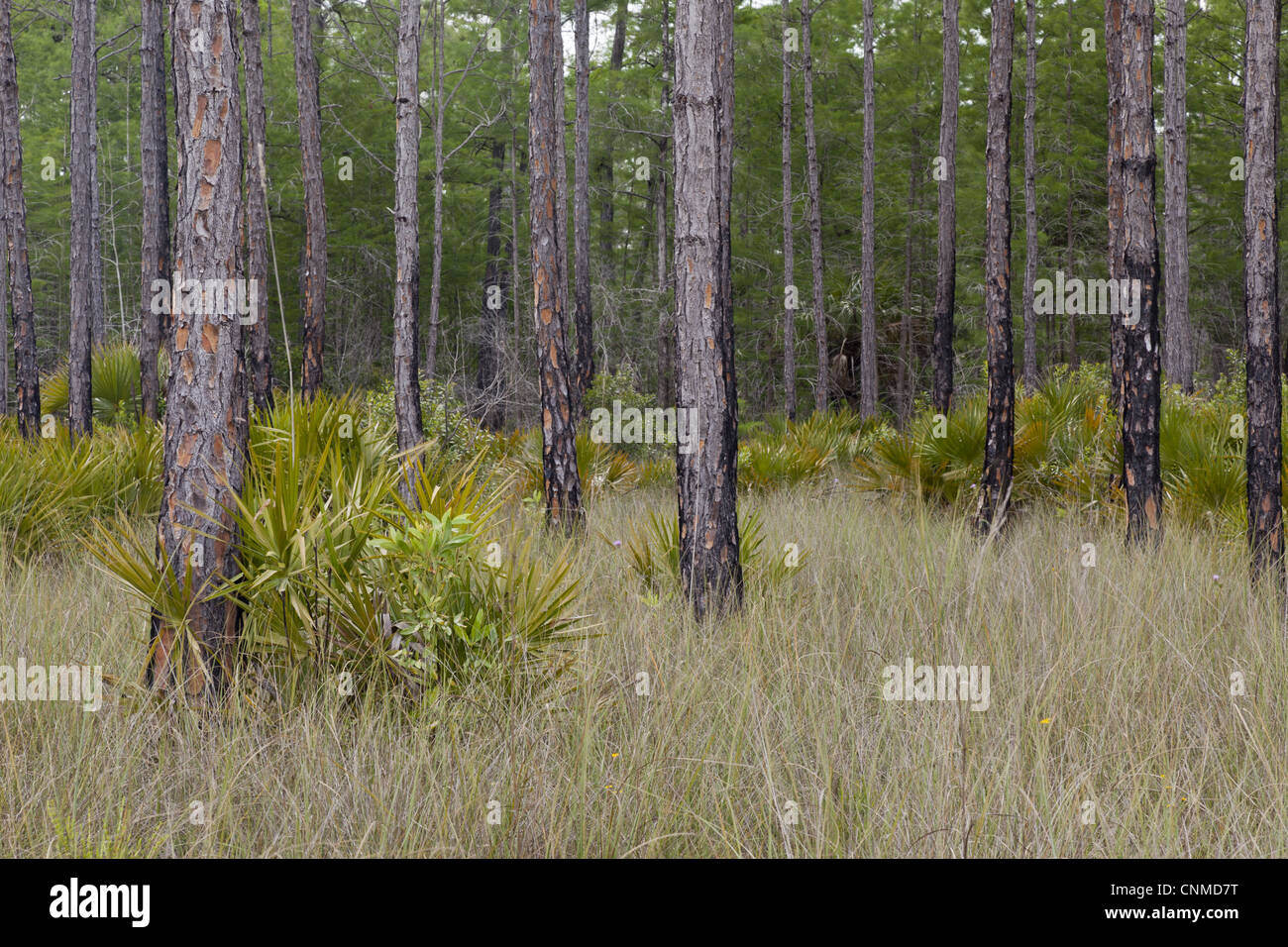 South Florida Slash Pine Pinus elliottii var densa Saw Palmetto Serenoa repens woodland habitat Big Cypress Swamp Florida U.S.A. Stock Photo