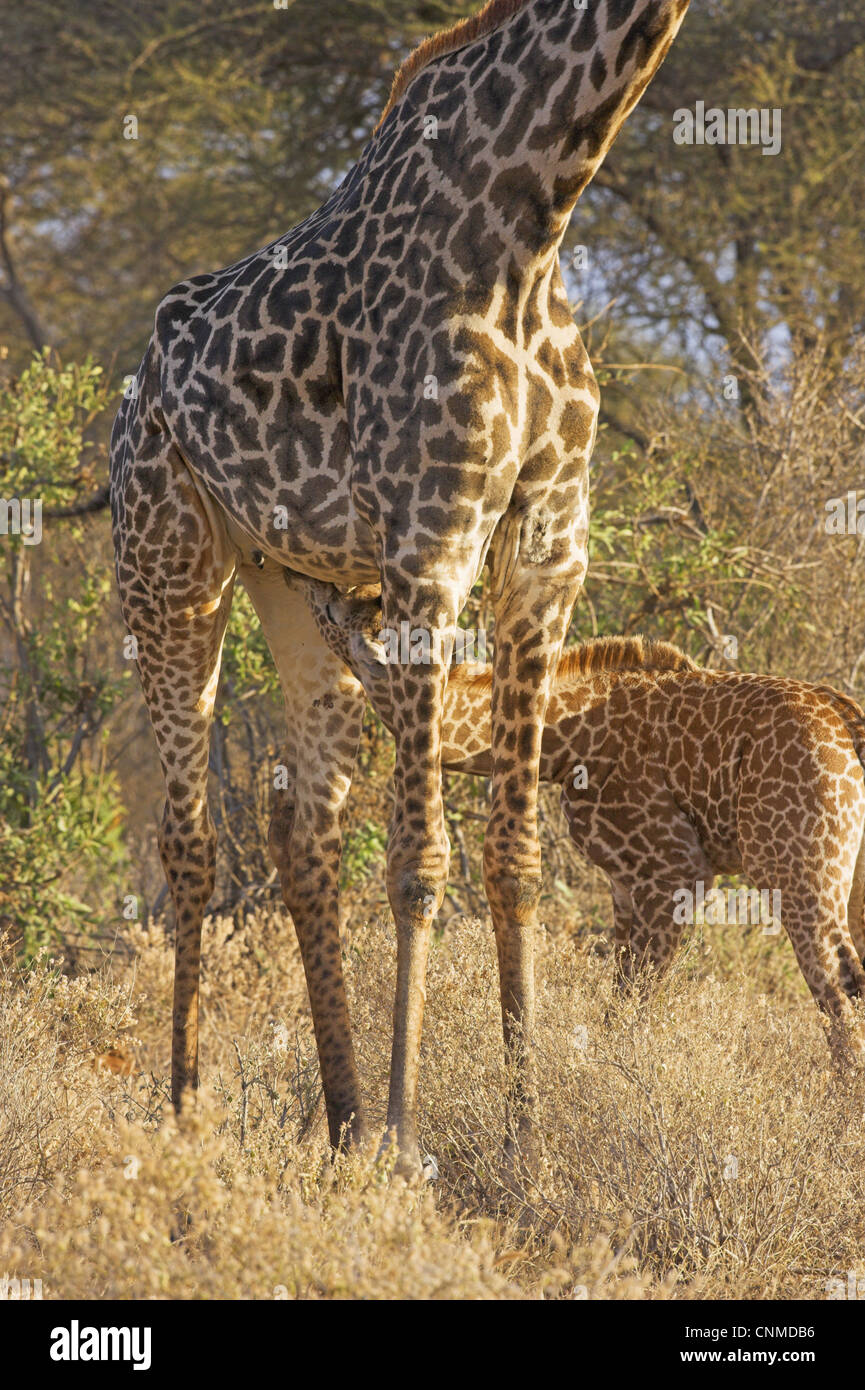 Masai Giraffe Giraffa Camelopardalis Tippelskirchi Adult Female With