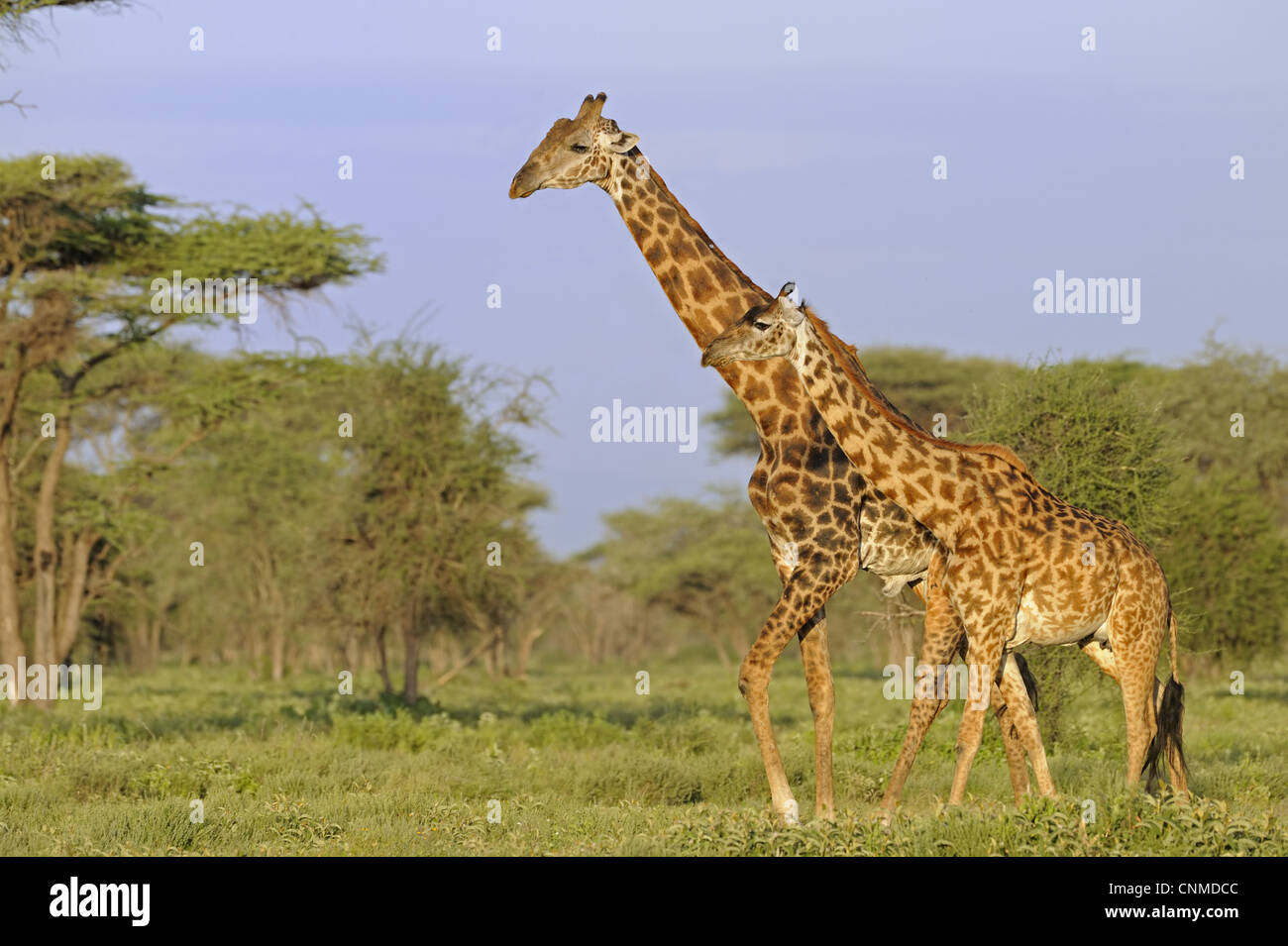 Masai Giraffe Giraffa Camelopardalis Tippelskirchi Adult Male And