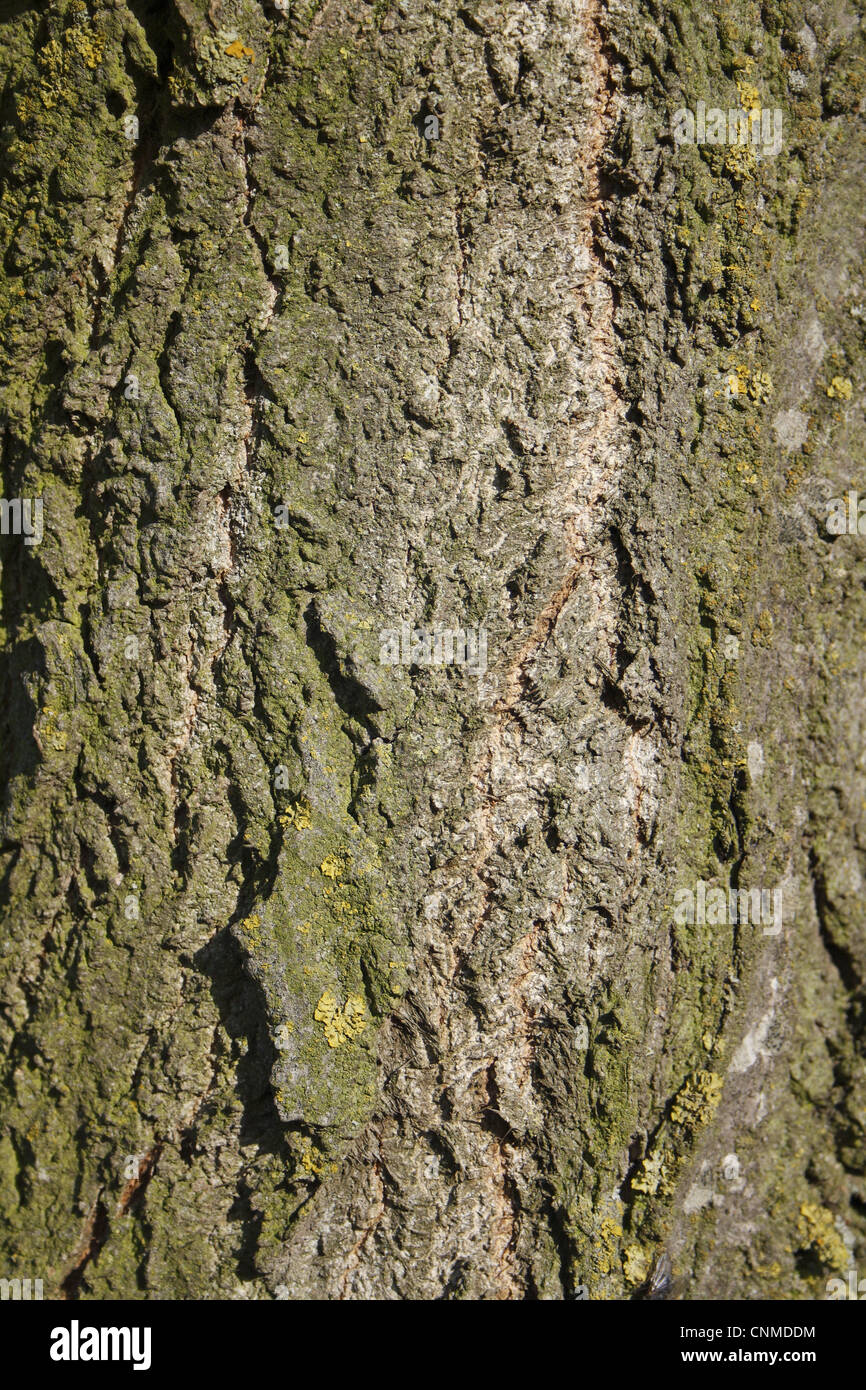 Lombardy Poplar (Populus nigra 'italica') close-up of bark, Wickham Skeith, Suffolk, England, october Stock Photo