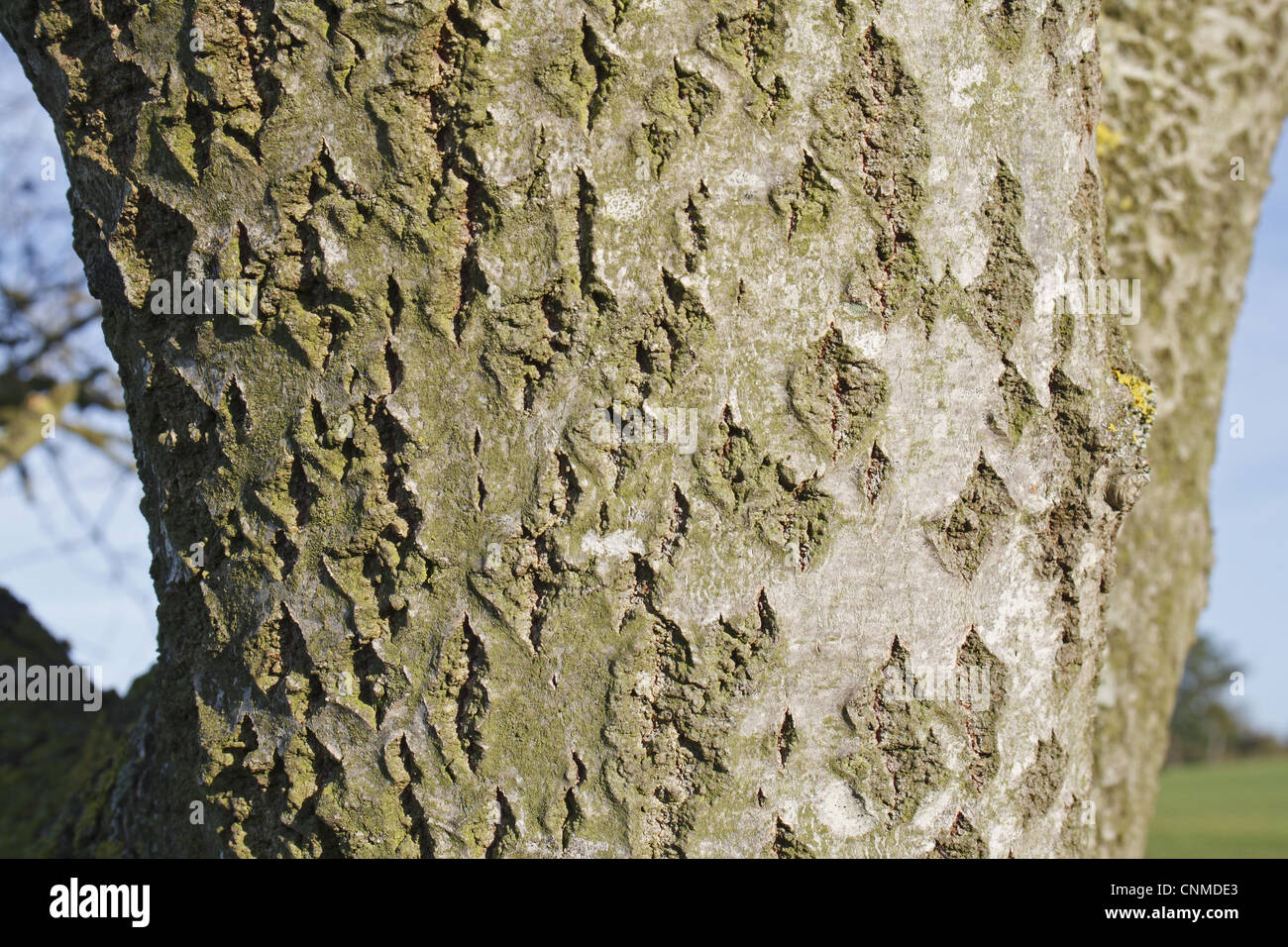 White Poplar (Populus alba) close-up of bark, Wickham Skeith, Suffolk, England, october Stock Photo