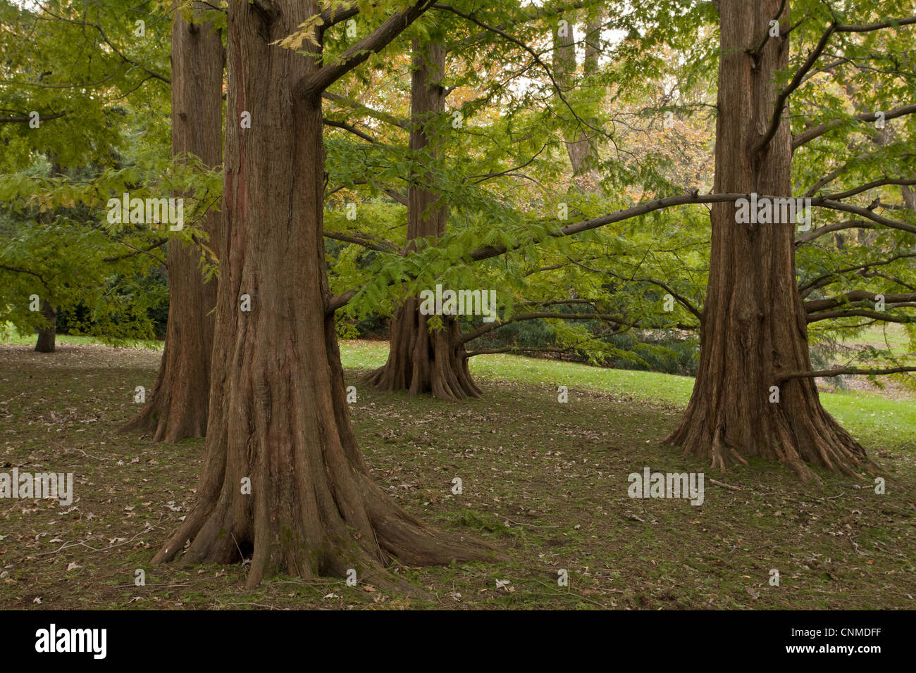Dawn redwood china hires stock photography and images Alamy