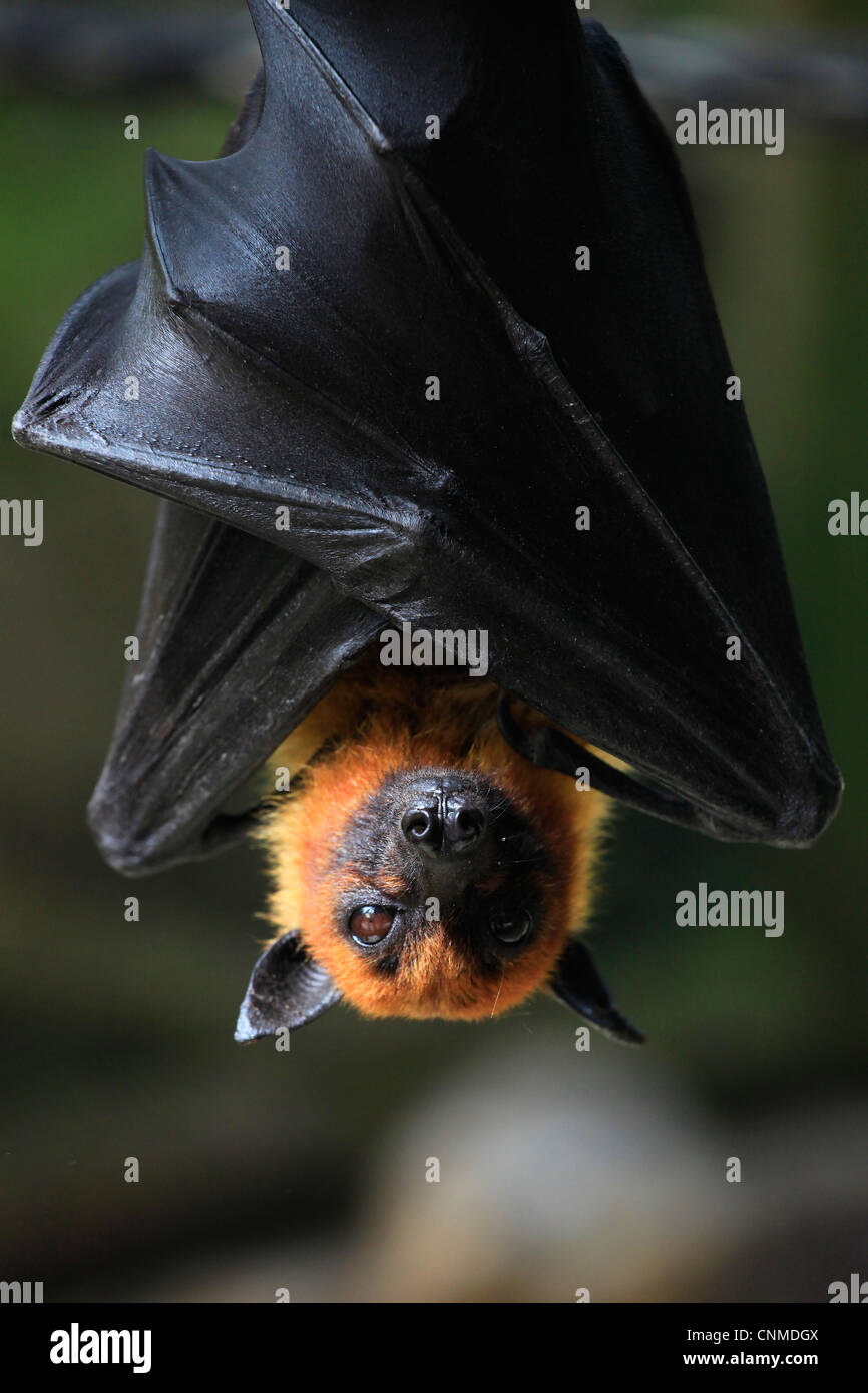 Close up of a Liyle Flying Fox Pteropus scapulatus known as fruit bat ...