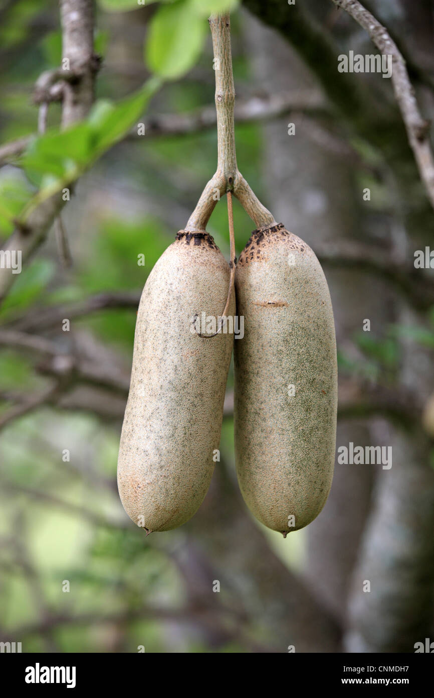 File:Sausage Tree (Kigelia africana) fruit (11493304814).jpg - Wikimedia  Commons