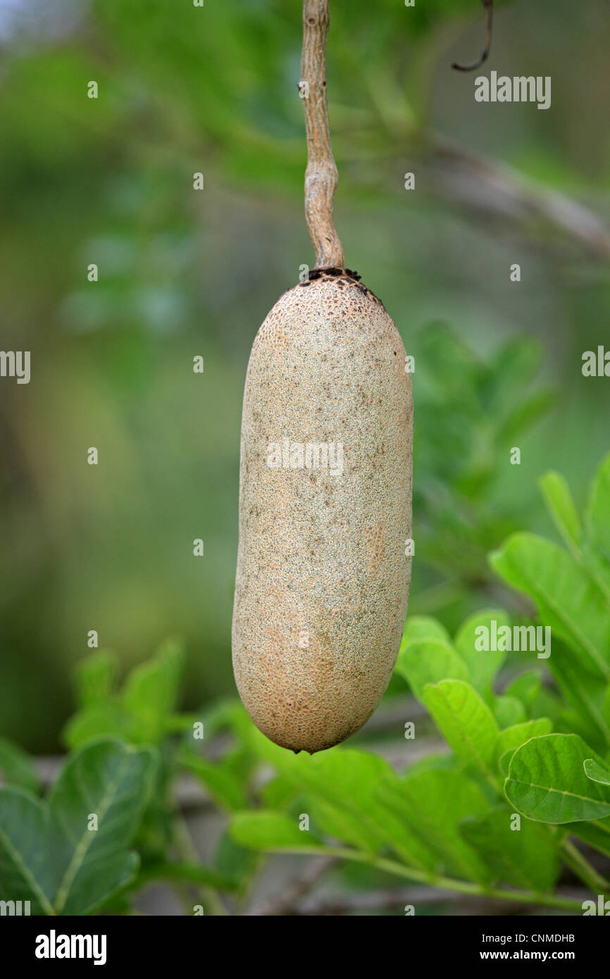 240+ Sausage Tree Fruit Kigelia Africana Stock Photos, Pictures &  Royalty-Free Images - iStock