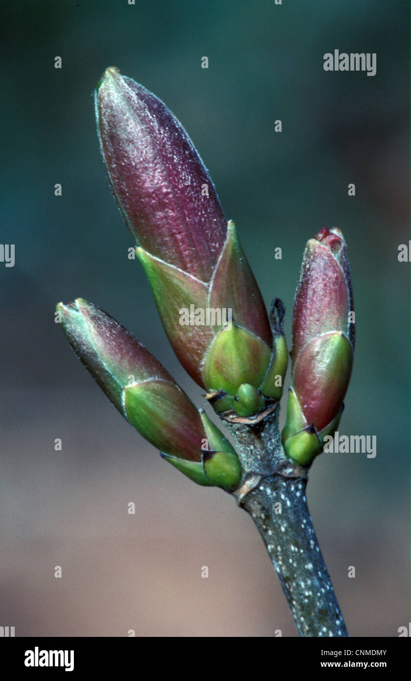 Sycamore (Acer pseudoplatanus) Buds Stock Photo
