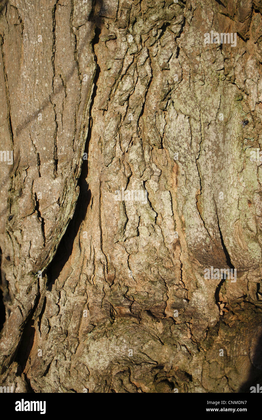 Sycamore (Acer pseudoplatanus) close-up of bark, Thornham Magna, Suffolk, England, october Stock Photo