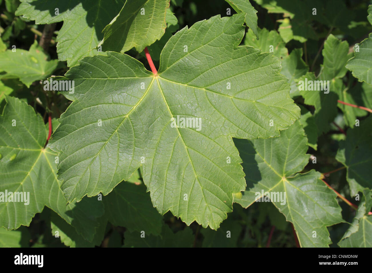 Sycamore (Acer pseudoplatanus) close-up of leaf, Bacton, Suffolk, England, june Stock Photo
