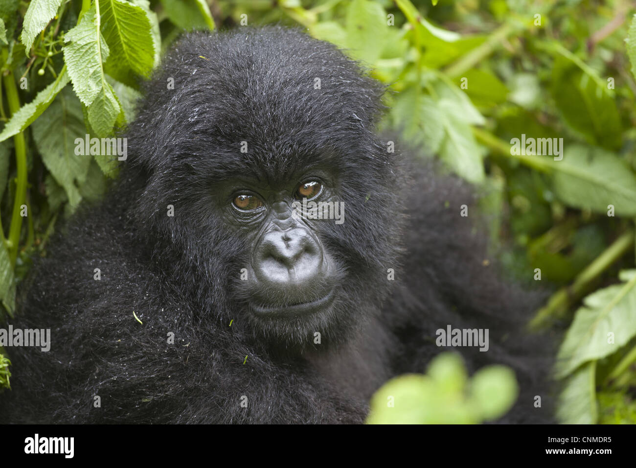 Young rwandan mountain gorilla hi-res stock photography and images - Alamy