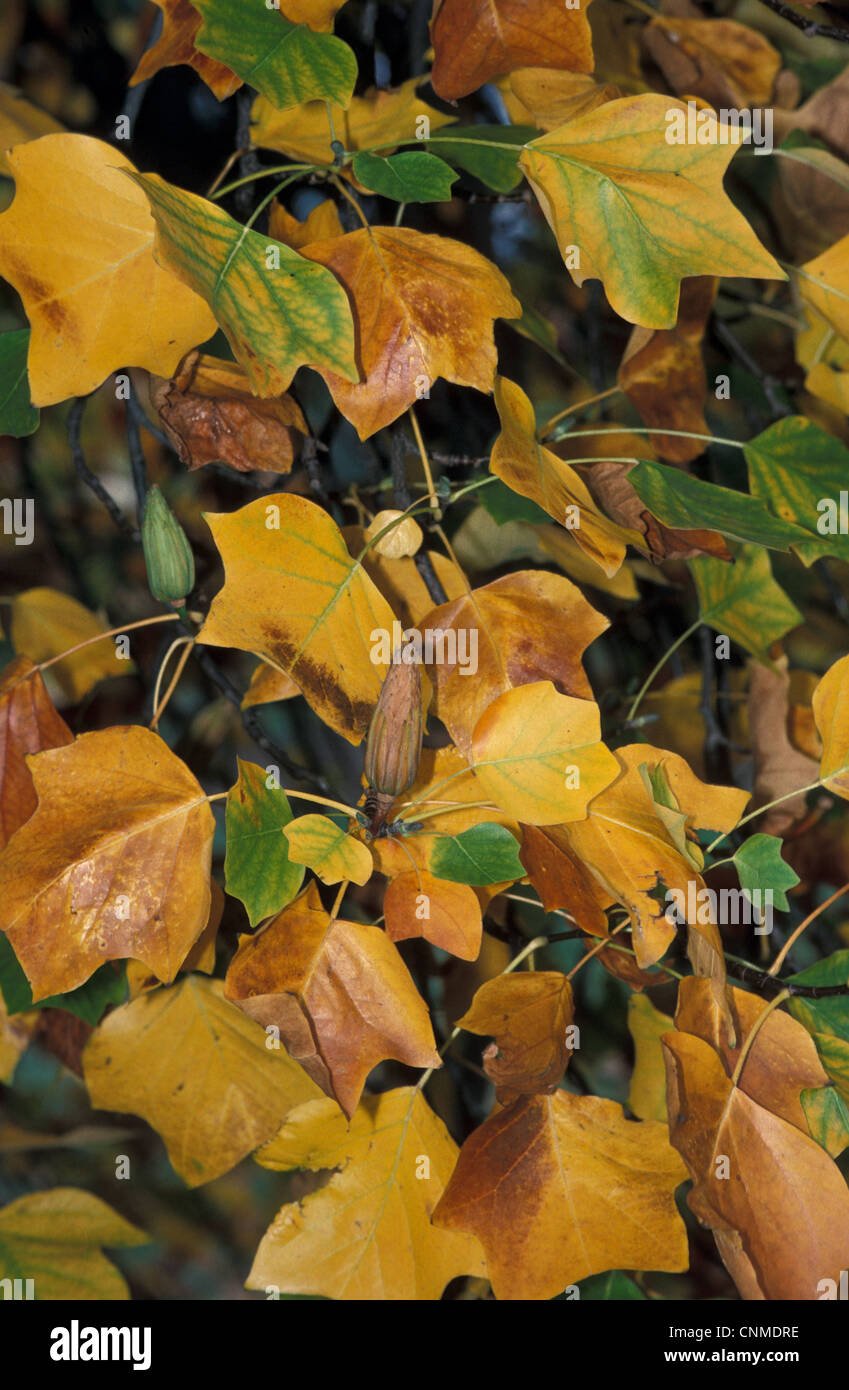 Tulip Tree (Liriodendron tulipifera) October Stock Photo