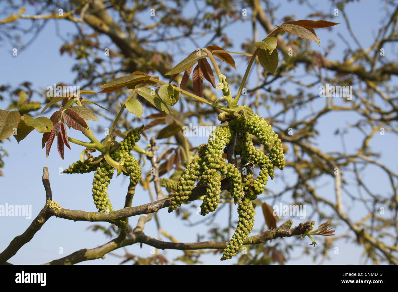 Common Walnut (Juglans regia) close-up of flowers and leaves, Suffolk, England, april Stock Photo