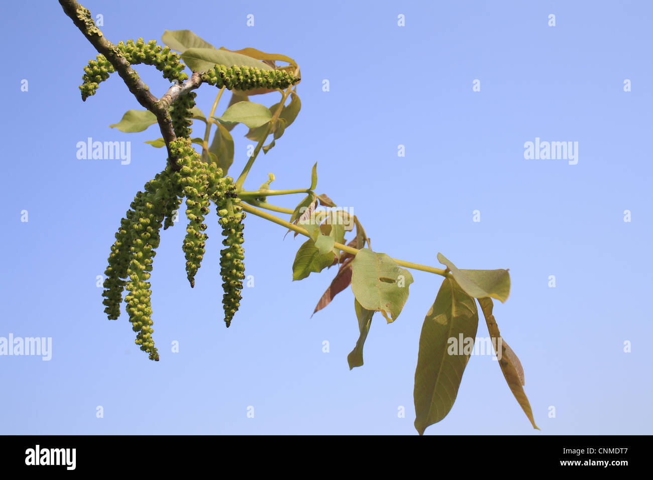 Common Walnut (Juglans regia) close-up of flowers and leaves, Suffolk, England, april Stock Photo