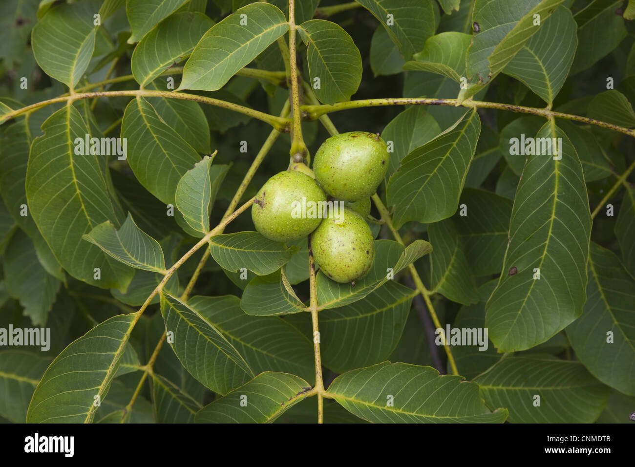 Common Walnut (Juglans regia) close-up of ripening fruit, Norfolk, England, july Stock Photo