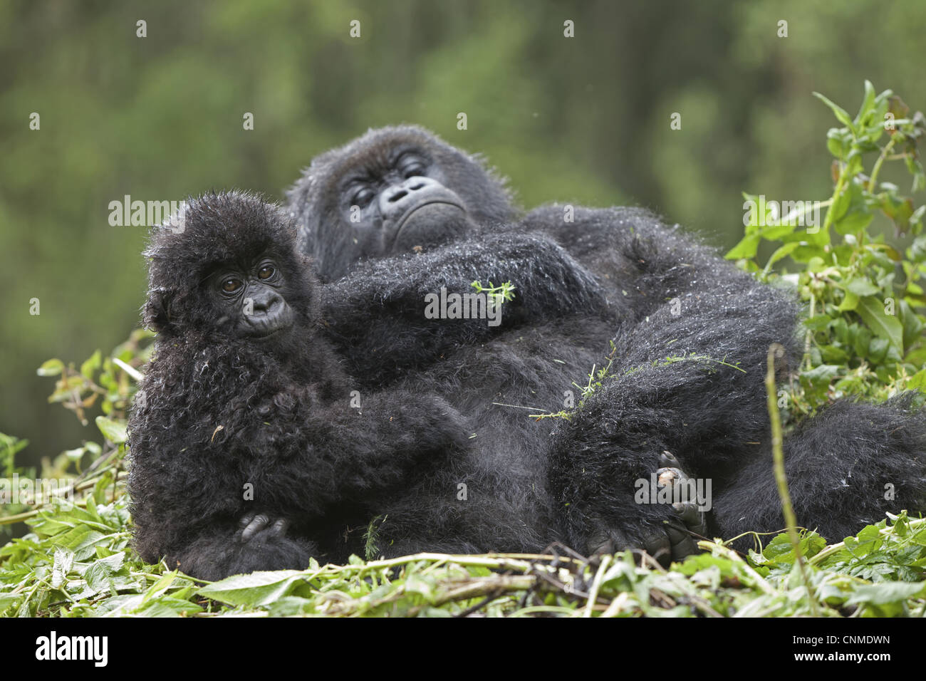 Africa rwanda mountain gorilla nest hi-res stock photography and images ...