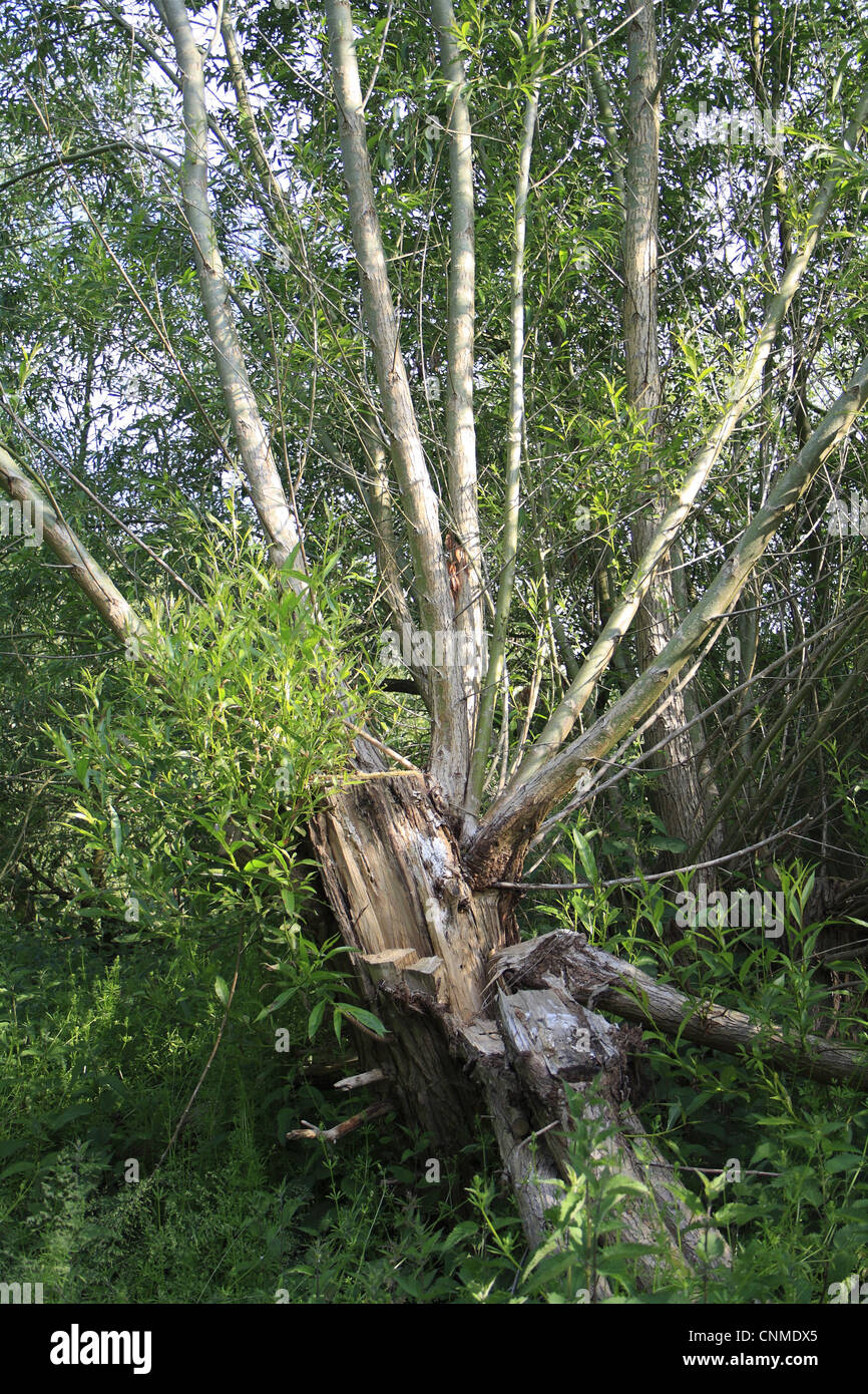 Crack Willow Salix fragilis habit split fallen trunk regrowth growing ...
