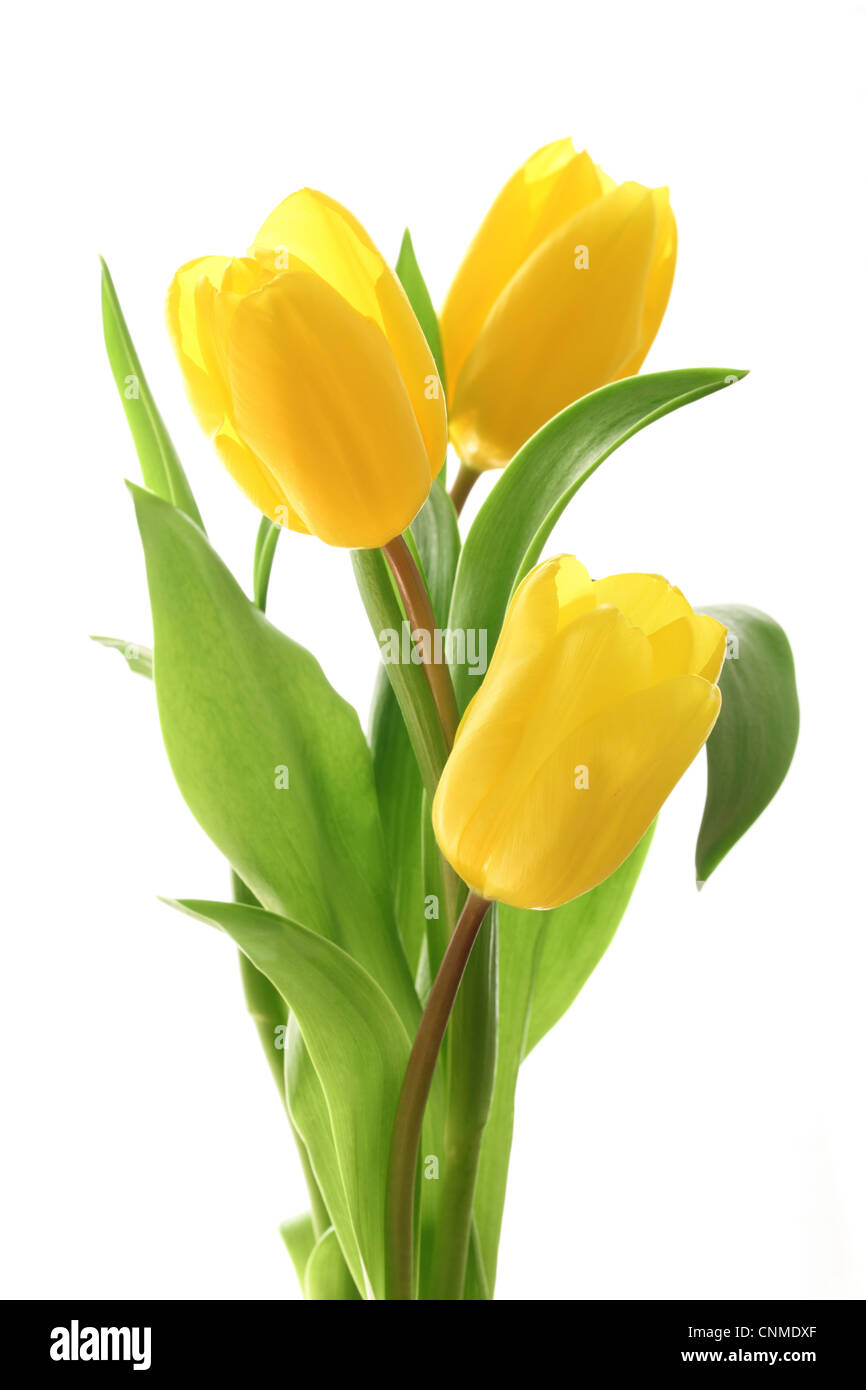 Yellow tulips isolated on white background Stock Photo - Alamy