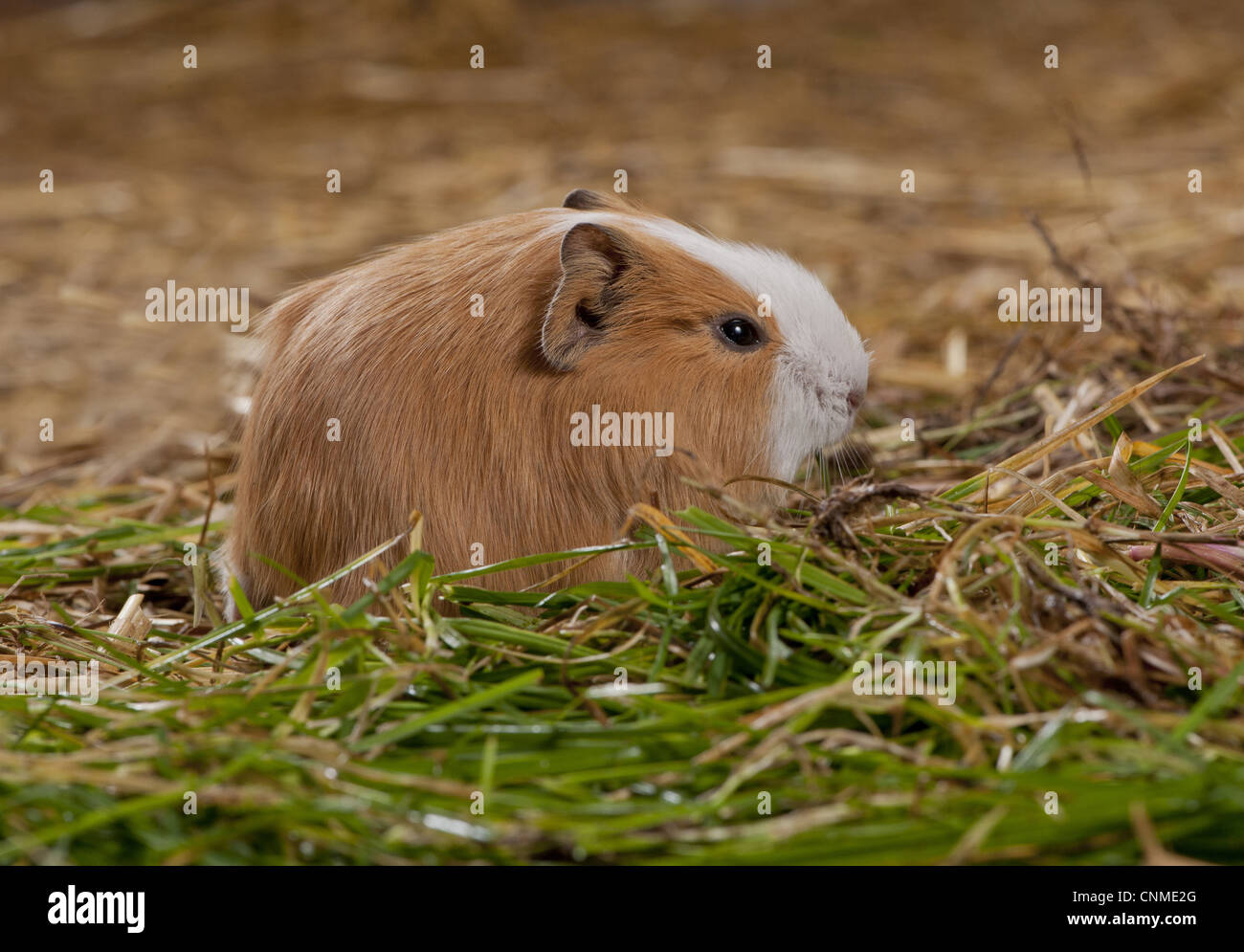 Domestic Guinea Pig Cavia porcellus young feeding on grass standing on