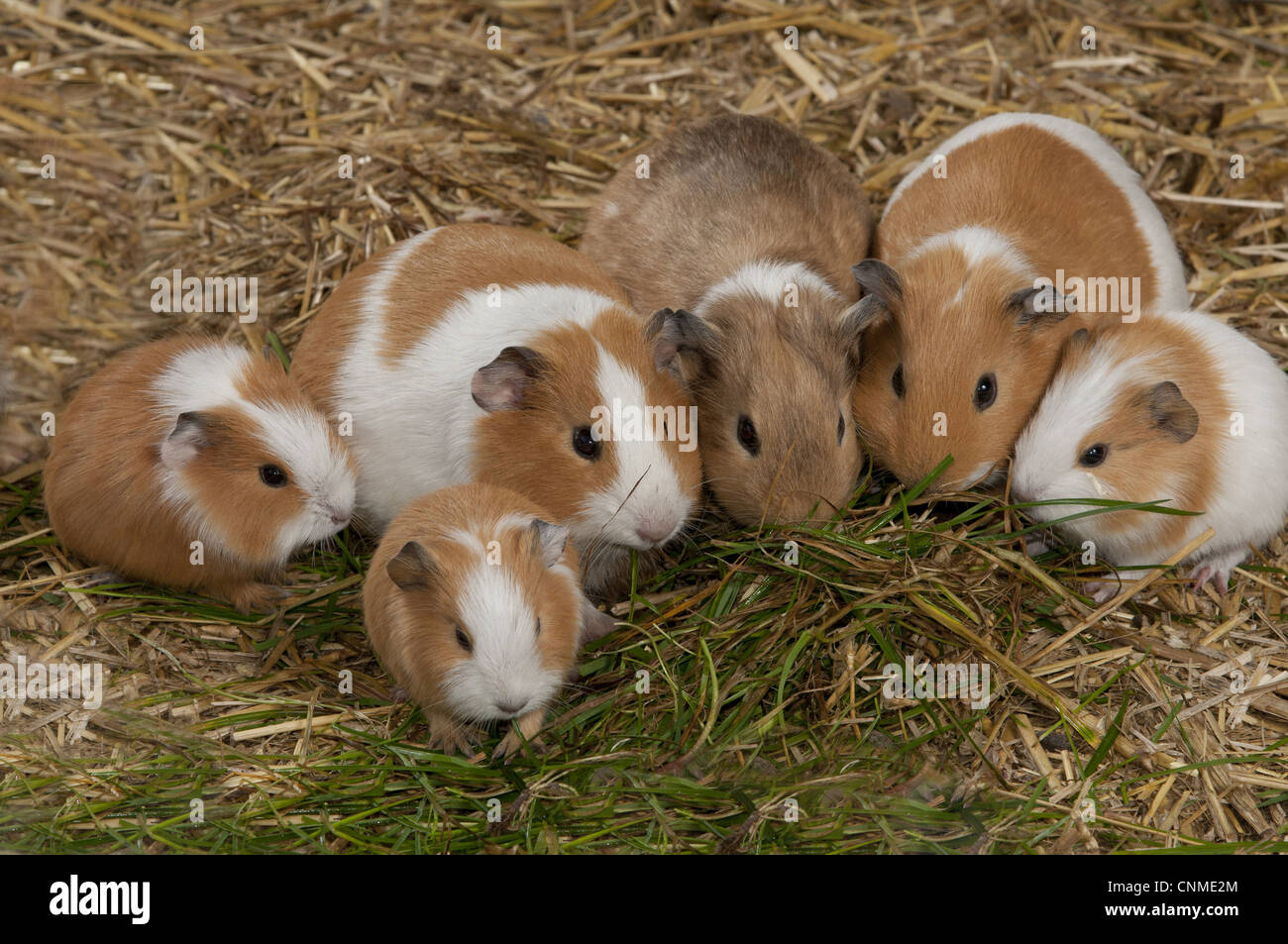 Domestic Guinea Pig Cavia porcellus adults young group feeding grass