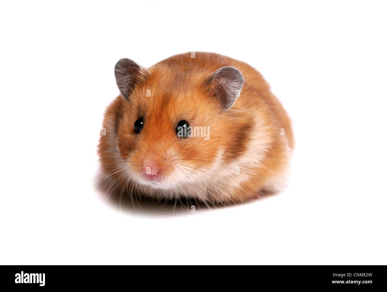 Domestic Golden Hamster (Mesocricetus auratus) adult male Stock Photo